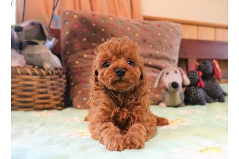 成約済の熊本県のトイプードル-127003の4枚目