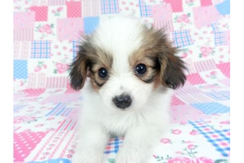 成約済の千葉県のパピヨン-123978の1枚目