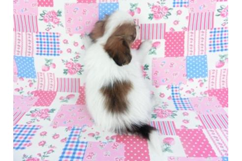 成約済の千葉県のパピヨン-123978の4枚目