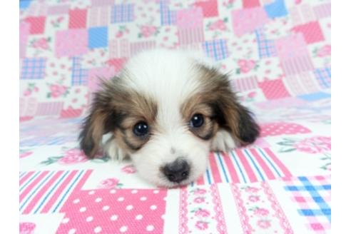 成約済の千葉県のパピヨン-123978の3枚目