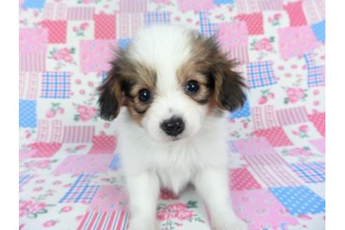 成約済の千葉県のパピヨン-123978の2枚目