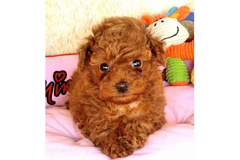 成約済の茨城県のトイプードル-127005の1枚目