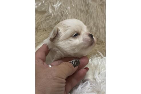 成約済の愛媛県のチワワ(ロングコート)-124518の7枚目