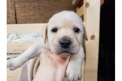 ラブラドールレトリーバーでイエローの子犬を探す ブリーダーナビ ラブラドールレトリーバーでイエローの子犬を探す ブリーダーナビ