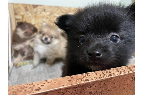 成約済の滋賀県のポメラニアン-127032の1枚目