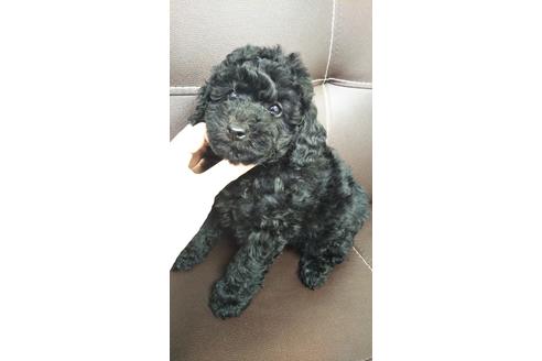 成約済の山口県のトイプードル-127041の1枚目