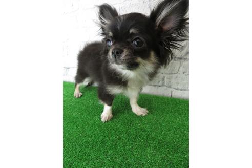 成約済の大阪府のチワワ(ロングコート)-117606の1枚目