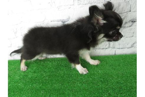 成約済の大阪府のチワワ(ロングコート)-117606の5枚目