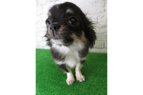 成約済の大阪府のチワワ(ロングコート)-117606の4枚目