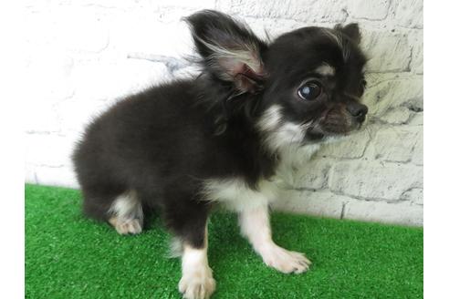 成約済の大阪府のチワワ(ロングコート)-117606の3枚目