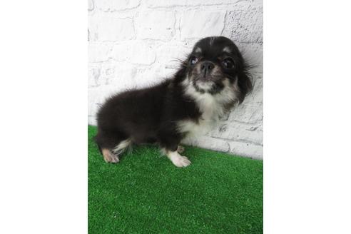 成約済の大阪府のチワワ(ロングコート)-117606の2枚目