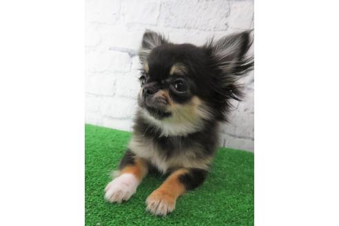 成約済の大阪府のチワワ(ロングコート)-119121の1枚目