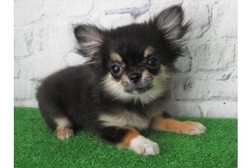 成約済の大阪府のチワワ(ロングコート)-119121の5枚目