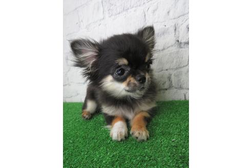 成約済の大阪府のチワワ(ロングコート)-119121の3枚目