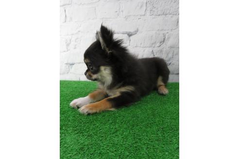 成約済の大阪府のチワワ(ロングコート)-119121の2枚目