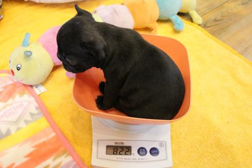 成約済の愛知県のフレンチブルドッグ-124479の10枚目