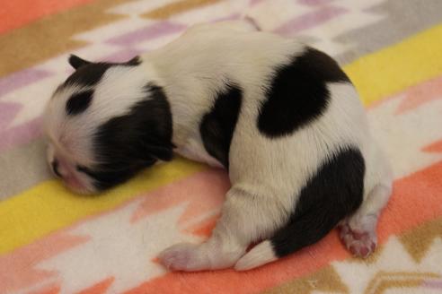成約済の愛知県のシーズー-126880の25枚目
