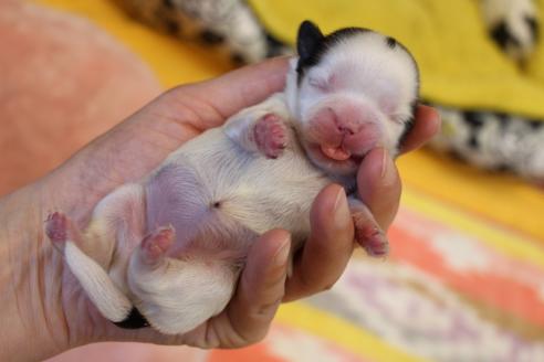 成約済の愛知県のシーズー-126885の24枚目