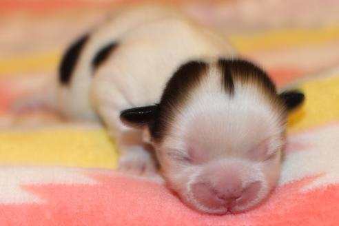 成約済の愛知県のシーズー-126885の23枚目