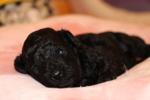 成約済の愛知県のトイプードル-126393の26枚目