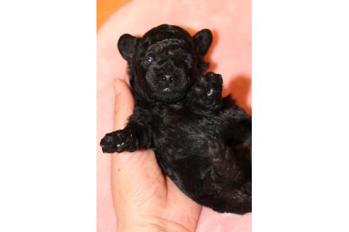 成約済の愛知県のトイプードル-126393の25枚目