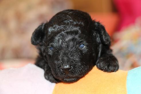 成約済の愛知県のトイプードル-126393の24枚目