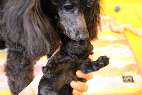 成約済の愛知県のトイプードル-126393の23枚目