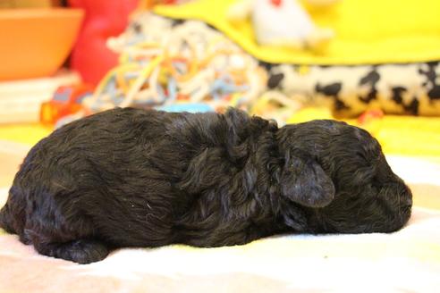 成約済の愛知県のトイプードル-126393の22枚目