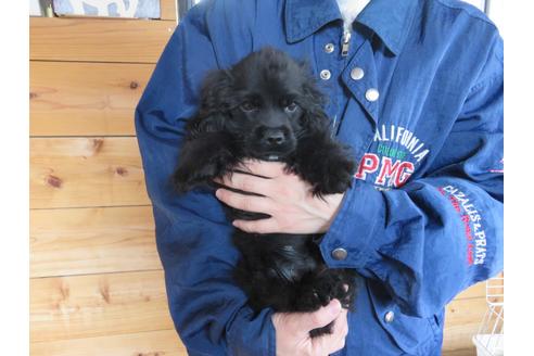 子犬