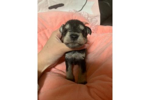 成約済の香川県のミニチュアシュナウザー-127113の1枚目