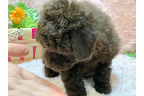 成約済の埼玉県のティーカッププードル-127115の6枚目
