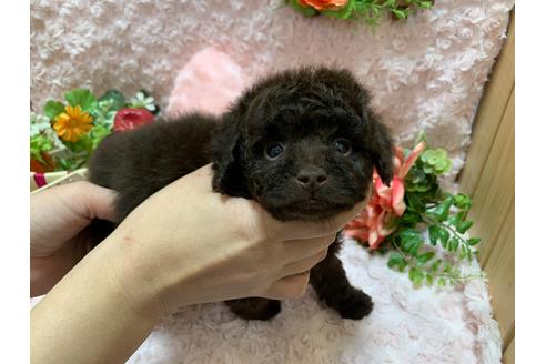 成約済の埼玉県のティーカッププードル-127115の5枚目