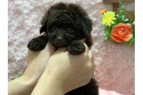 成約済の埼玉県のティーカッププードル-127115の4枚目