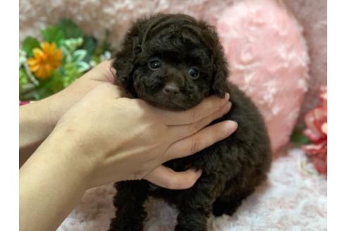 成約済の埼玉県のティーカッププードル-127116の5枚目