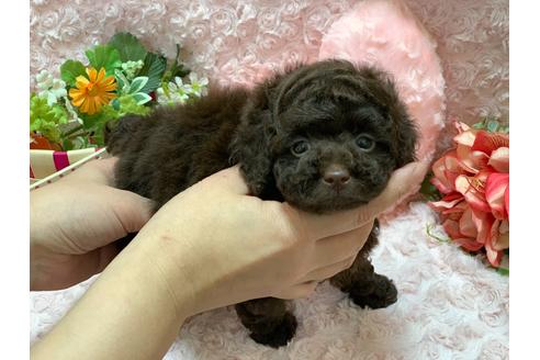 成約済の埼玉県のティーカッププードル-127116の4枚目