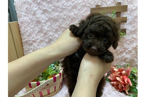 成約済の埼玉県のティーカッププードル-127116の3枚目
