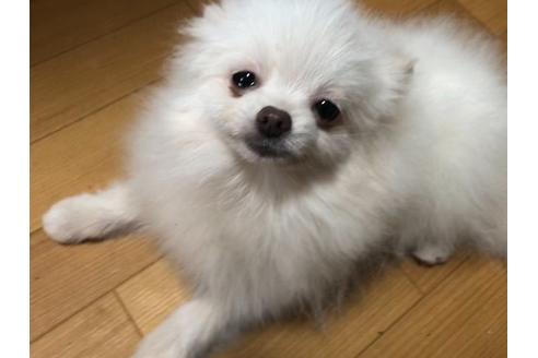 新潟県でポメラニアンの子犬を探す ブリーダーナビ 新潟県でポメラニアンの子犬を探す ブリーダーナビ