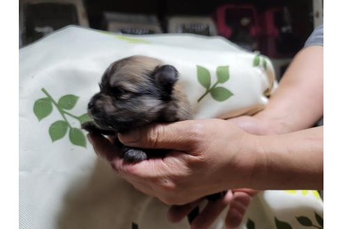 成約済の千葉県のポメラニアン-126063の7枚目