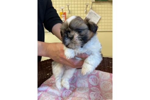 成約済の愛知県のシーズー-127161の4枚目