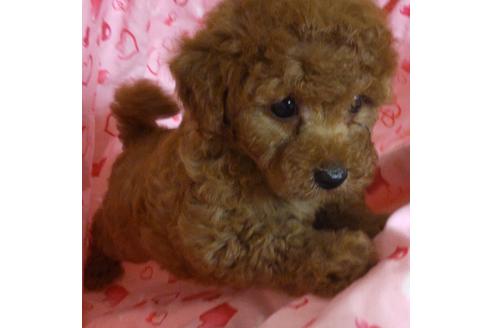 成約済の静岡県のタイニープードル-127185の5枚目