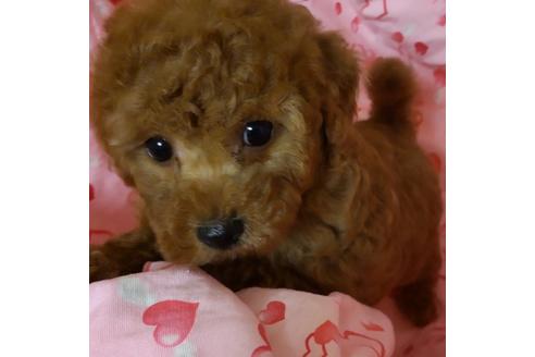 成約済の静岡県のタイニープードル-127185の4枚目