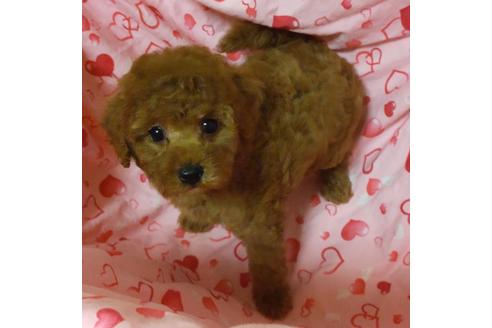 成約済の静岡県のタイニープードル-127185の3枚目