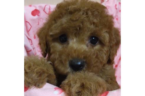 成約済の静岡県のタイニープードル-127185の2枚目