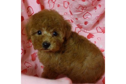 成約済の静岡県のタイニープードル-127193の1枚目