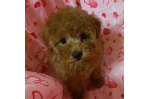 成約済の静岡県のタイニープードル-127193の4枚目