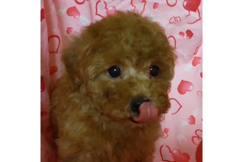 成約済の静岡県のタイニープードル-127193の3枚目