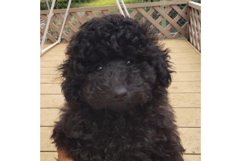 成約済の静岡県のタイニープードル-122172