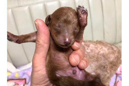 成約済の神奈川県のトイプードル-127199の7枚目