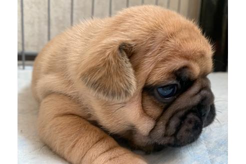 成約済の茨城県のその他の犬種-126665の3枚目