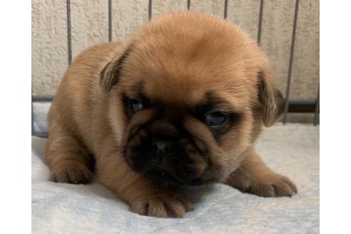 成約済の茨城県のその他の犬種-126688の1枚目